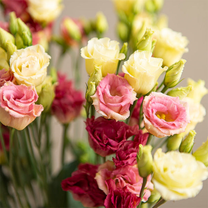 Bouquet of 10 Lisianthus Eustoma Croma Champagne flowers in pink and cream shades from Fresh Flower Holland.