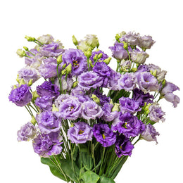 Lisianthus, Eustoma Blue Alissa, 5 Stems