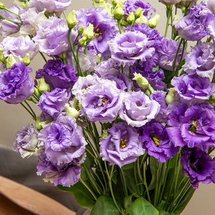 Five stems of Fresh Flower Holland Lisianthus Eustoma Blue Alissa with vibrant blue petals and lush green foliage.