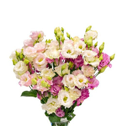 Lisianthus, Eustoma Pink Alissa, 5 Stems