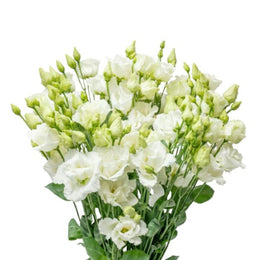 Lisianthus, Eustoma, Alissa White, 5 Stems