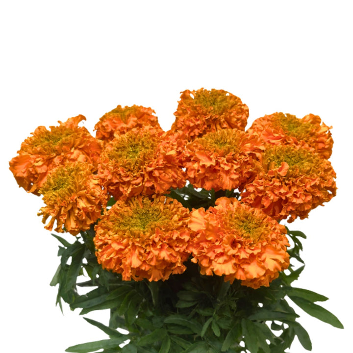 Bright marigold flower stems from SQ Flora Kenya featuring 10 vibrant blooms on lush green stems.