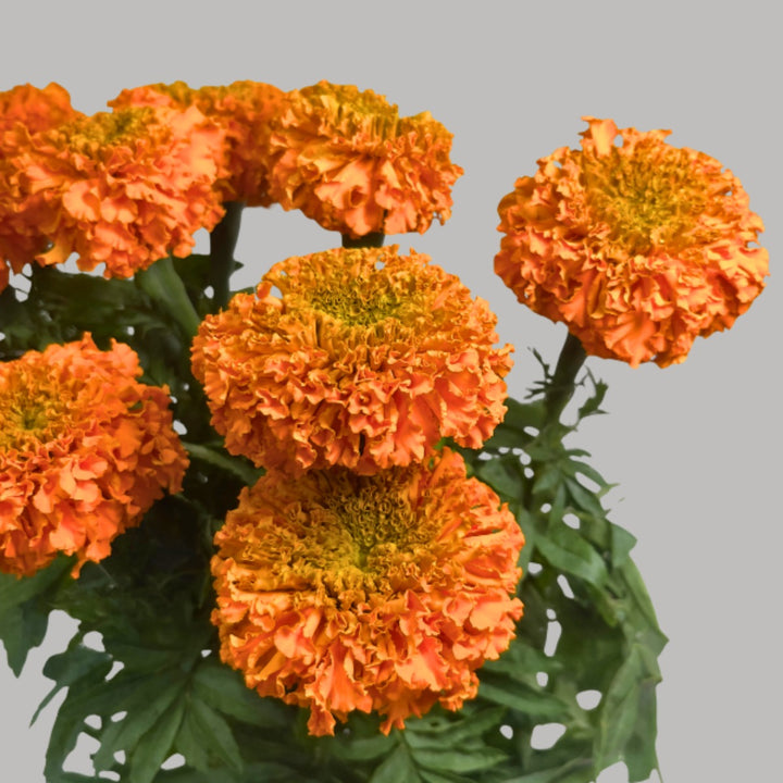 Fresh marigold flower stems from SQ Flora Kenya, showcasing vibrant orange blooms and green foliage.