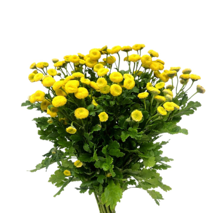 Fresh Matricaria flower stems from Vegpro Kenya, showcasing 10 vibrant, aromatic blooms ideal for floral arrangements.