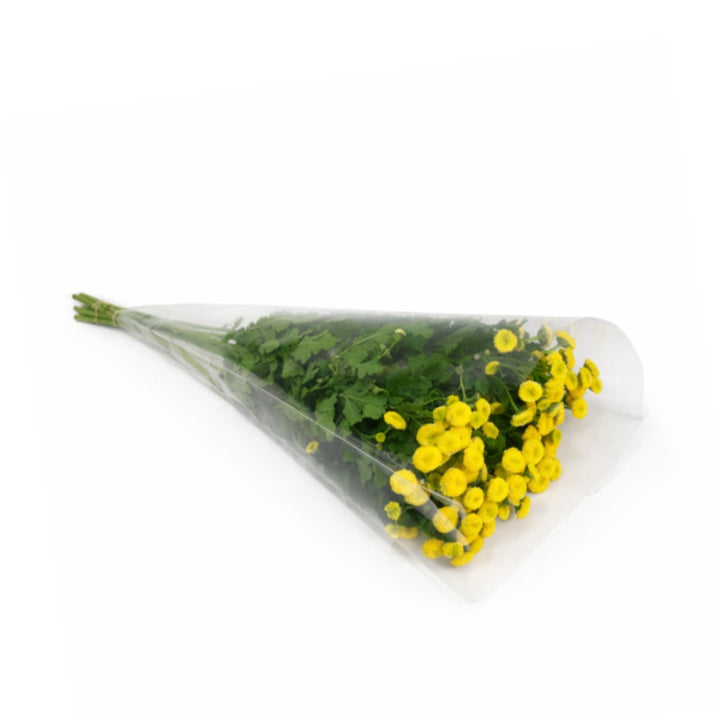 Fresh Matricaria flowers from Vegpro Kenya with 10 stems, showcasing delicate white blooms and green foliage.