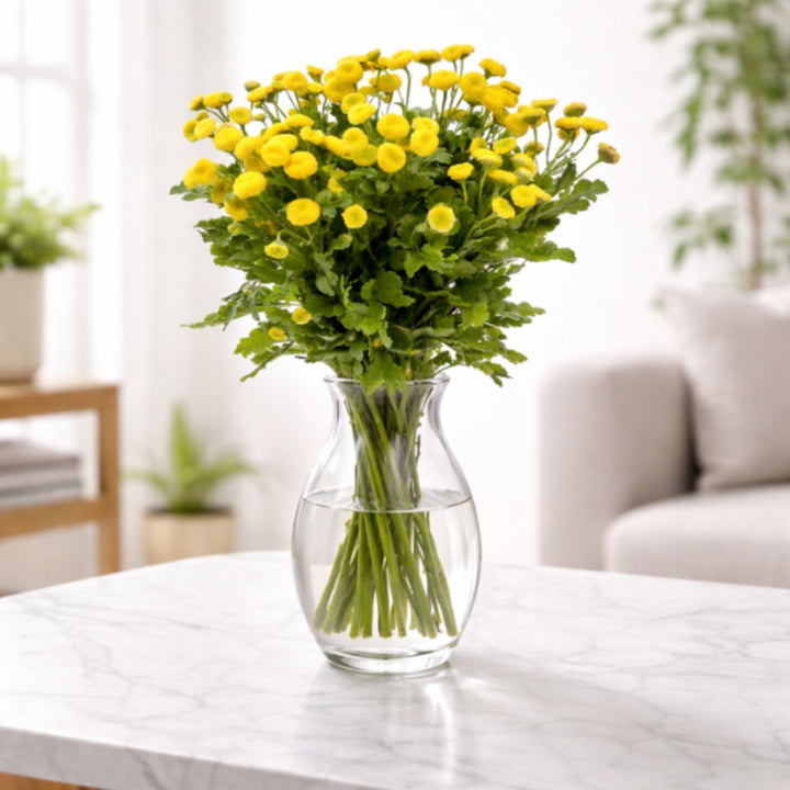 Fresh Matricaria flower stems from Vegpro Kenya, 10 stems of fragrant, white daisy-like flowers for floral arrangements.