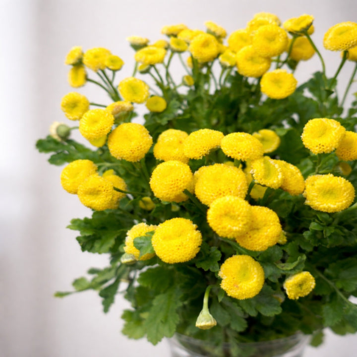 Fresh Matricaria flowers from Vegpro Kenya, 10 stems, showcasing white daisy-like blooms with green foliage.
