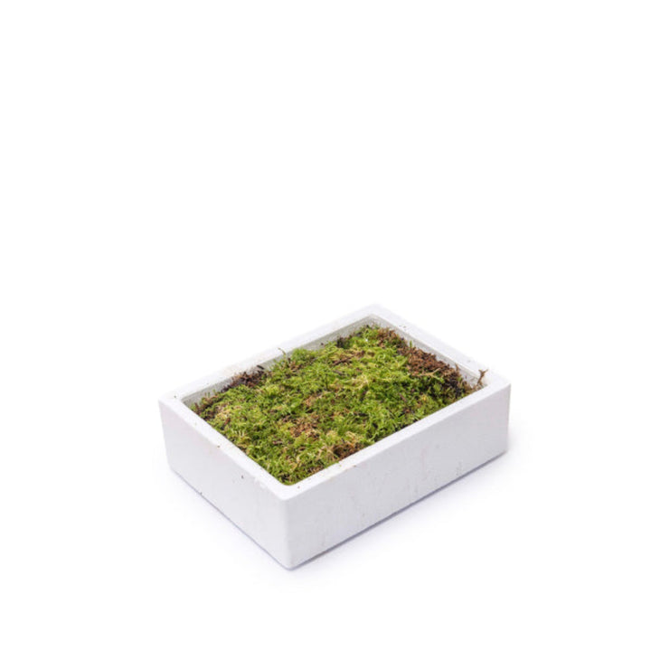 Fresh flat moss from Fresh Flower Holland, 0.5 kg carton, used as decorative flower arrangement filler.