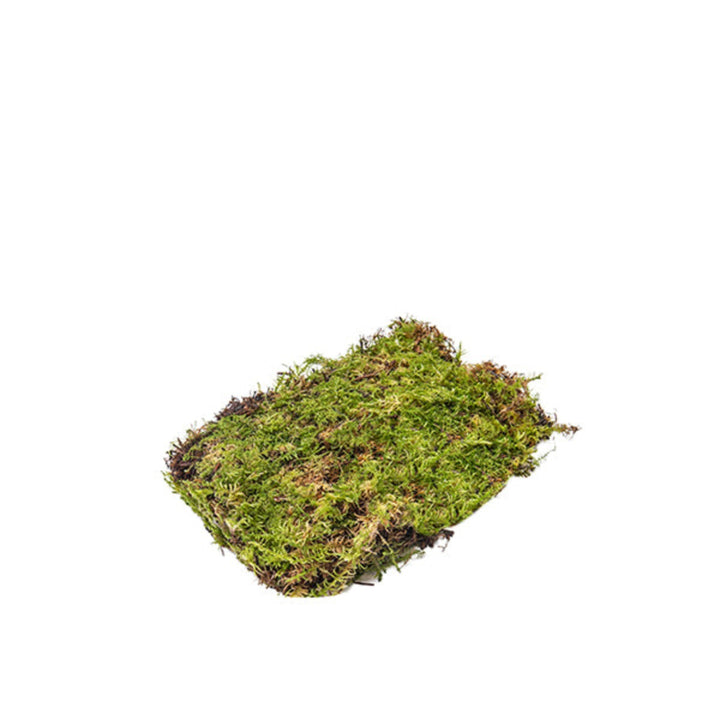 Fresh Flower Holland Moss flat in a 0.5 kg carton, showing vibrant green moss arranged for floral arrangements.