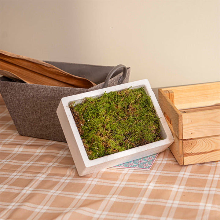 Fresh Flower Holland Platmos flat moss, 0.5 kg carton, natural green flower base for floral arrangements and crafts.
