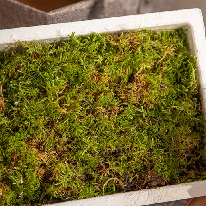 Fresh flat moss from Fresh Flower Holland, 0.5 kg carton, natural green flower moss for floral arrangements and crafts.