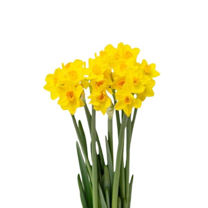 Fresh Flower Holland Narcissus Tazetta Soleil D'OR scented flower spray with 10 stems, showcasing vibrant yellow blossoms.