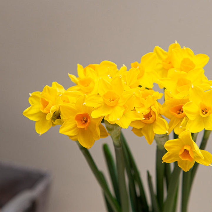 Fresh Flower Holland Narcissus Tazetta Soleil D'OR scented flowers, 10 stems, vibrant yellow blooms in a bouquet.