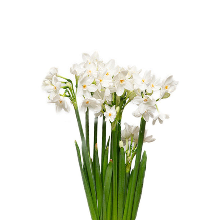 Narcissus, White, 10 Stems - Sharbatly.Club