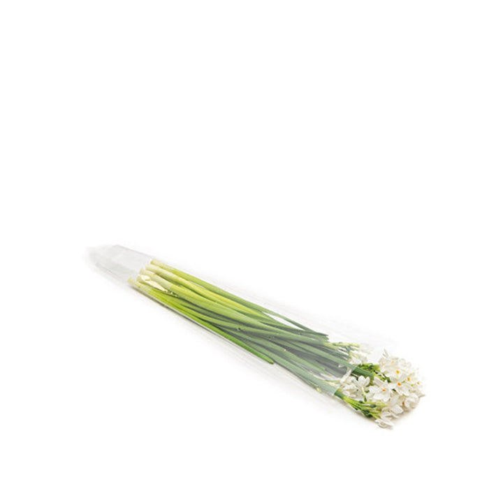 Narcissus, White, 10 Stems - Sharbatly.Club