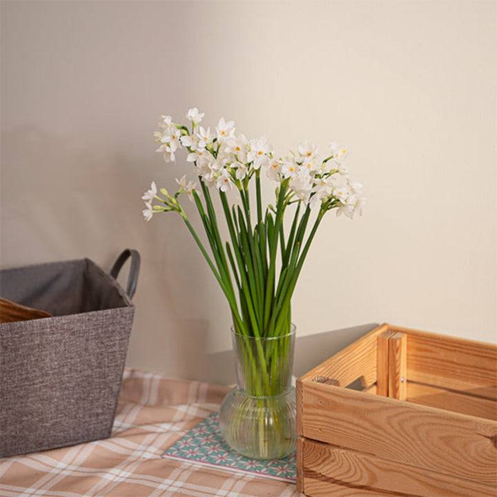 Narcissus, White, 10 Stems - Sharbatly.Club