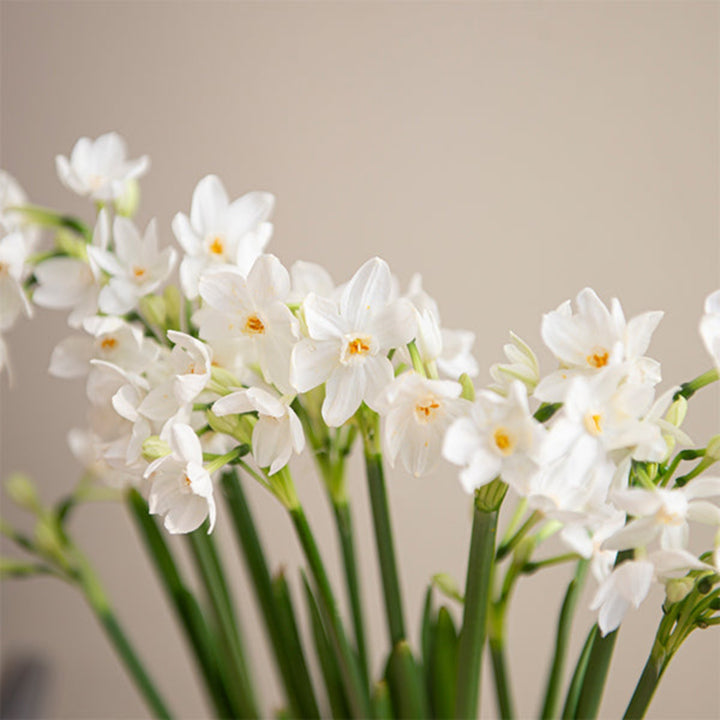Narcissus, White, 10 Stems - Sharbatly.Club