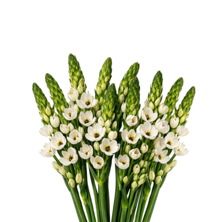 Fresh Ornithogalum Milky Way flower stems with white blossoms, arranged in a bouquet, from Vegpro Kenya.