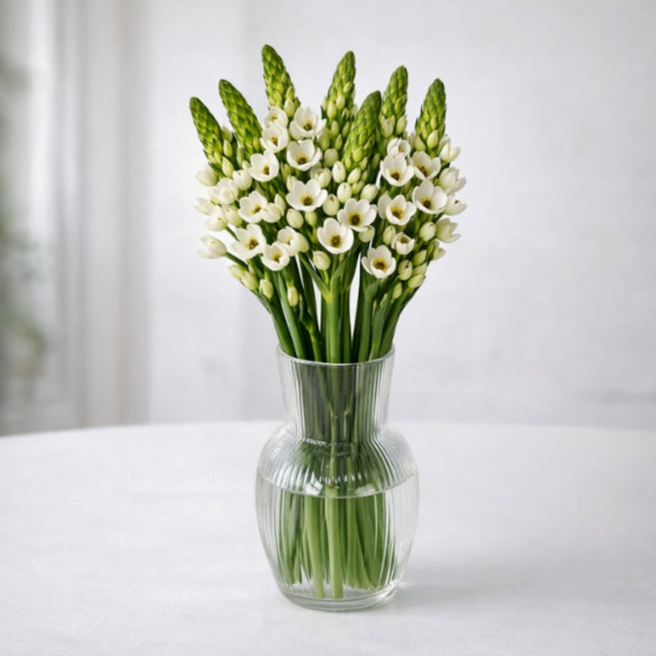 Bouquet of 10 Ornithogalum Milky Way flowers with white blooms from Vegpro Kenya, arranged in a natural display.