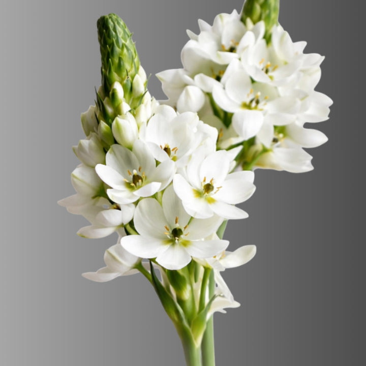 Bouquet of 10 Ornithogalum Milky Way flowers from Vegpro Kenya with white star-shaped blooms and green stems.