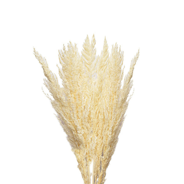 Pampa dried, white-Corta, 10 Stems - Sharbatly.Club