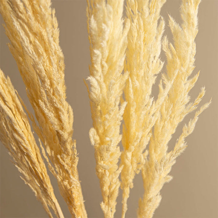 Pampa dried, white-Corta, 10 Stems - Sharbatly.Club