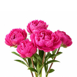 Peony, Cerise, 5 Stems