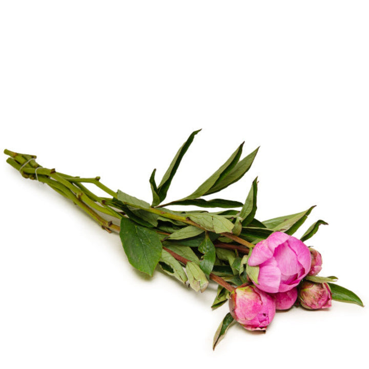 Fresh Flower Holland cerise peony bouquet with 5 stems, showcasing vibrant pink blossoms and lush green leaves.