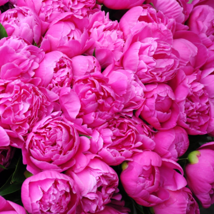 Fresh Flower Holland Cerise peony bouquet with 5 stems, vibrant pink flowers, arranged in a natural floral display.