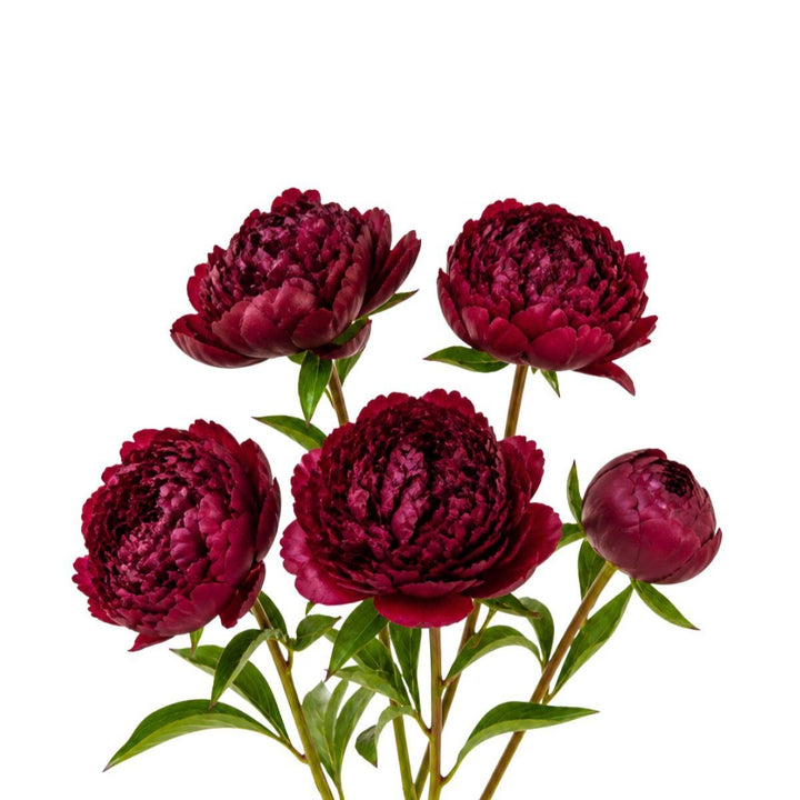 Red peony flower stems from Fresh Flower Holland, showing five vibrant, blooming peonies with lush green leaves.