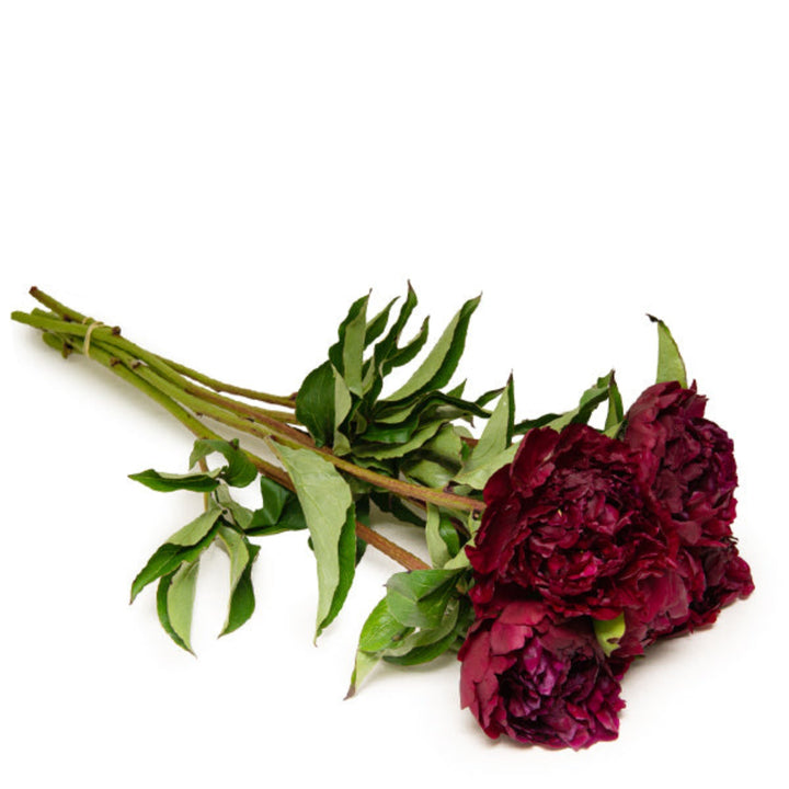 Red peony flower stems from Fresh Flower Holland, showing five vibrant, blooming peony stems with lush green leaves.