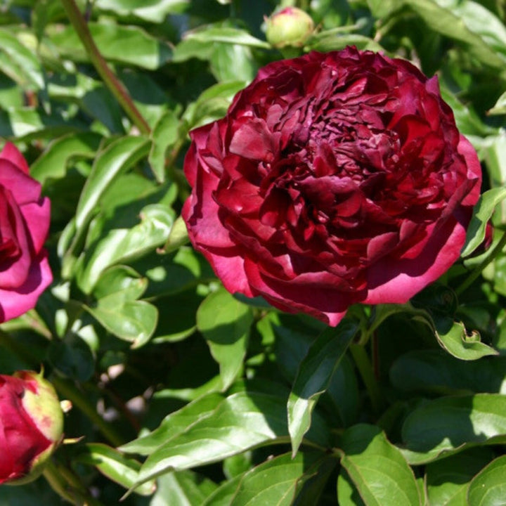 Red peony flowers with five stems from Fresh Flower Holland, showcasing vibrant blooms and lush green foliage.