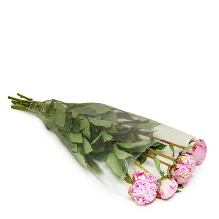Pink Sarah Bernhardt peony flowers on five stems from Fresh Flower Holland, showcasing lush, blooming peonies.