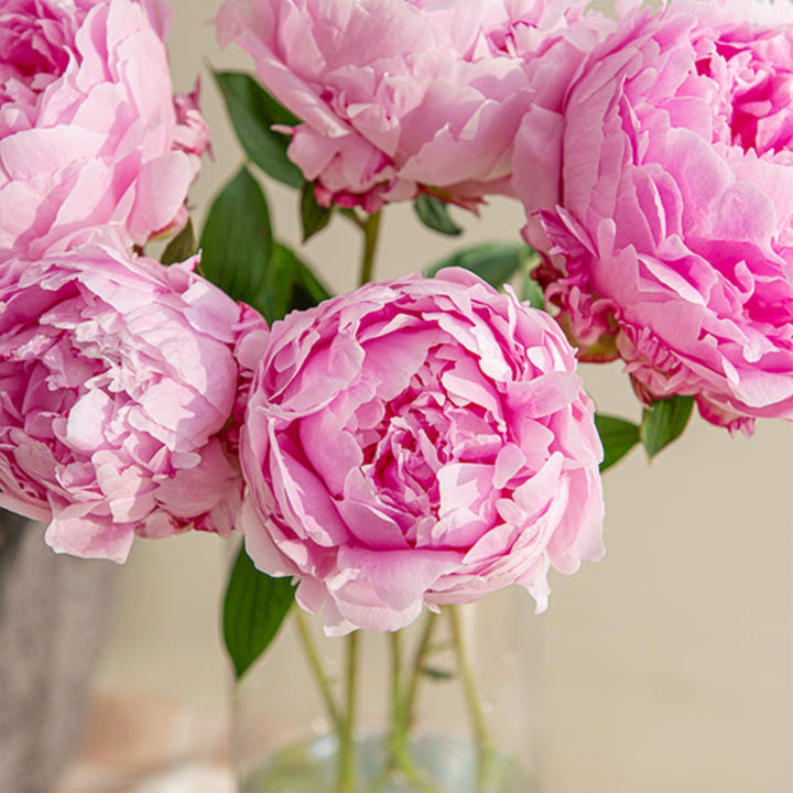 Pink Sarah Bernhardt peony flower stems from Fresh Flower Holland, showcasing soft pink blooms on multiple stems.