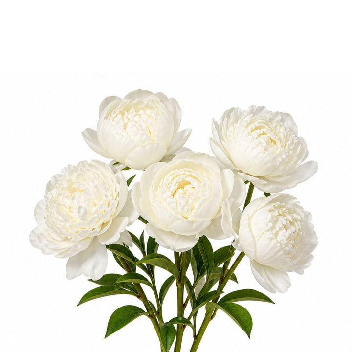 White peony flower stems from Fresh Flower Holland, showcasing five elegant, blooming white peonies on lush green stems.