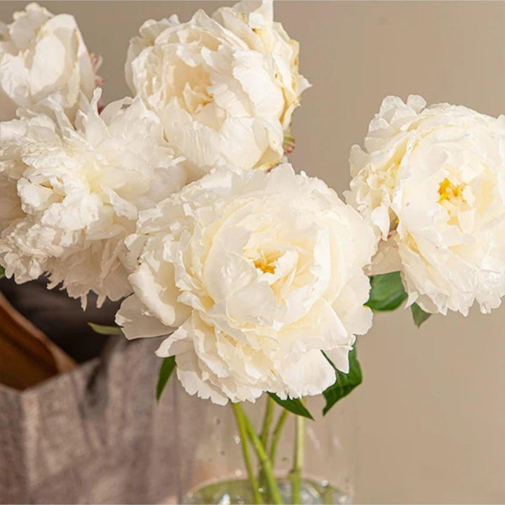 White peony flower stems from Fresh Flower Holland, showing five fresh, full blooms with lush green foliage.