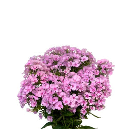 Phlox, Pink, 10 Stems