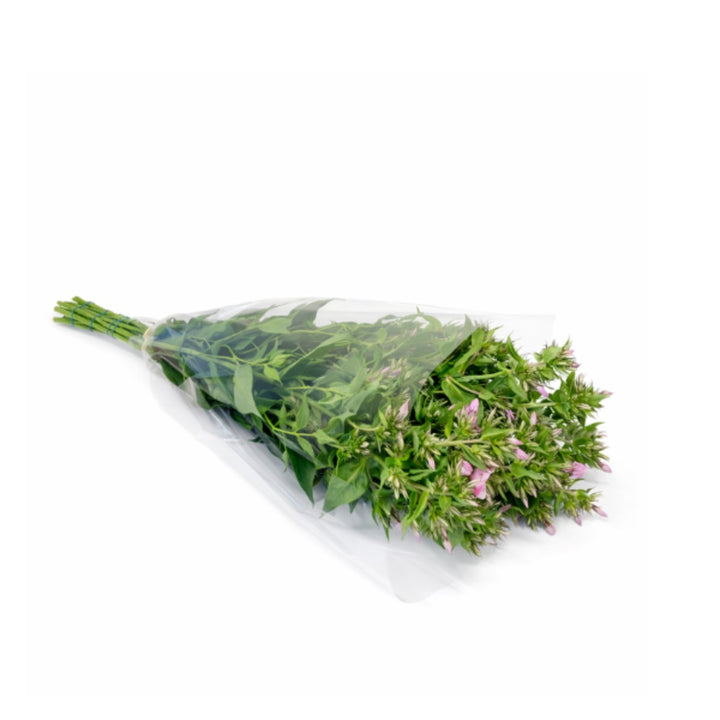Pink Phlox flower stems from SQ Flora Kenya with 10 vibrant blooms, arranged naturally in a bouquet.