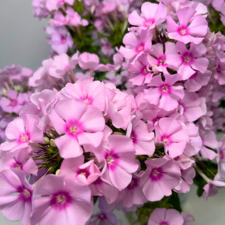 Pink Phlox flowers from SQ Flora Kenya with 10 stems, showcasing vibrant blossoms and lush green foliage.