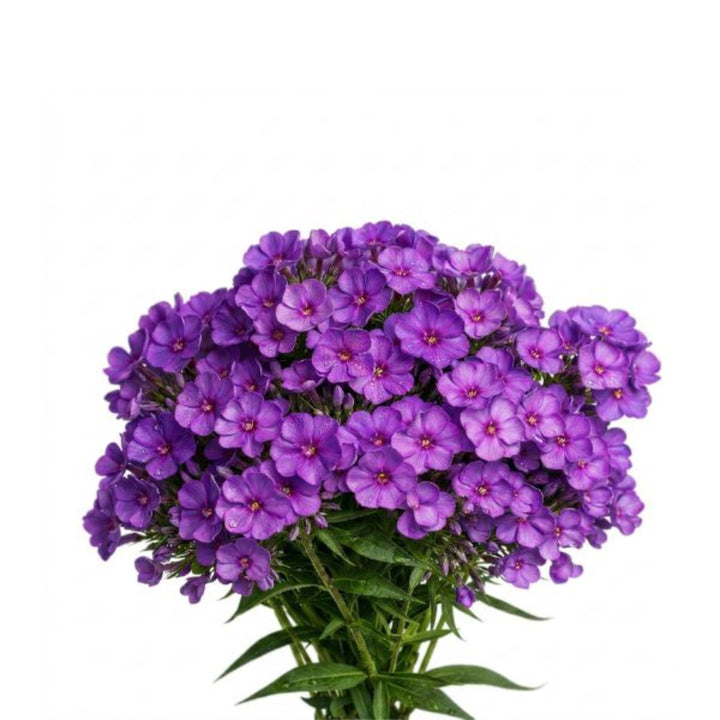 Purple Phlox flower stems from SQ Flora Kenya, showing vibrant purple blooms on multiple stems in a natural arrangement.