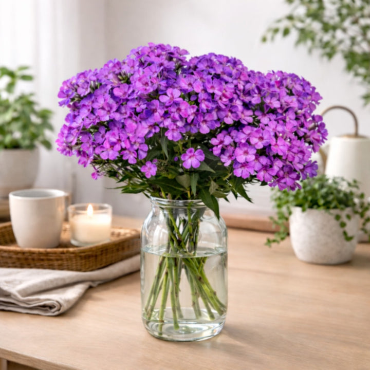 Purple Phlox flower stems from SQ Flora Kenya, showing 10 vibrant blooms with lush green leaves.