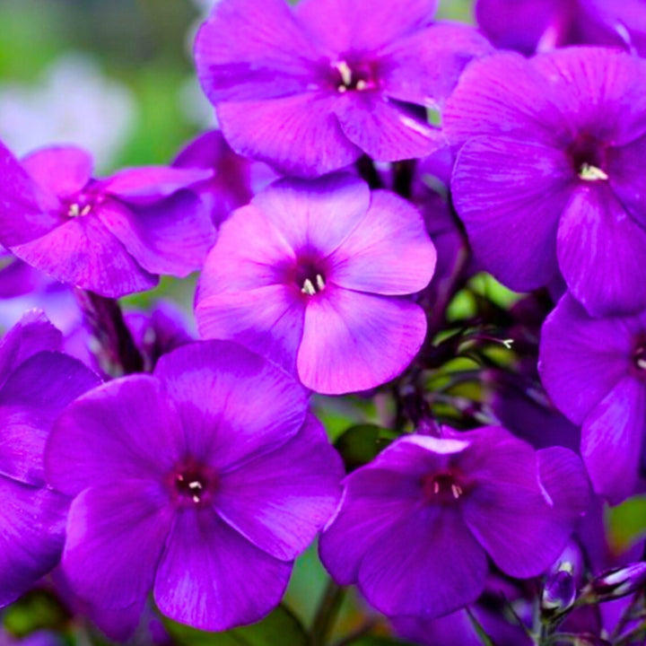 Purple Phlox flowers from SQ Flora Kenya, 10 stems, showing vibrant clustered blooms and green foliage.