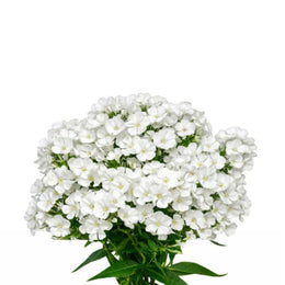 Phlox, White, 10 Stems