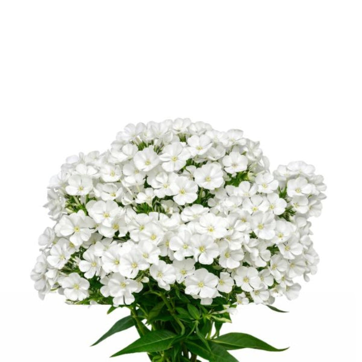 White Phlox flower stems from SQ Flora Kenya, showing 10 fresh blooms with delicate white petals.