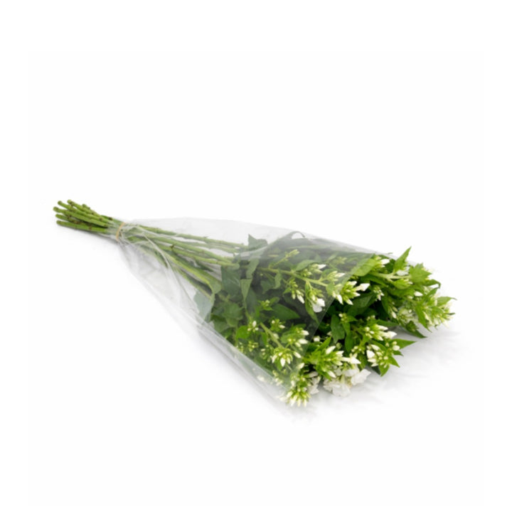 White Phlox flowers from SQ Flora Kenya, showing 10 fresh flower stems with vibrant white blossoms.