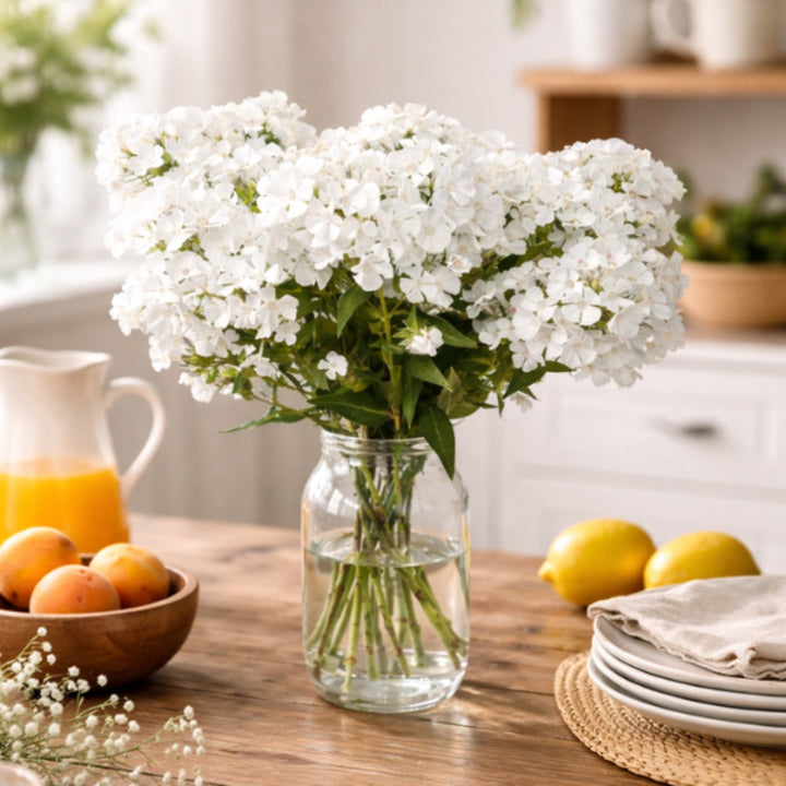 White phlox flowers from SQ Flora Kenya, 10 stems of vibrant, fragrant blooms arranged together in a natural floral display.