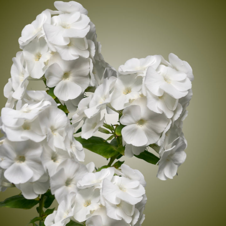 White Phlox flowers from SQ Flora Kenya, 10 stems of vibrant, fragrant white flowers arranged in a bouquet.