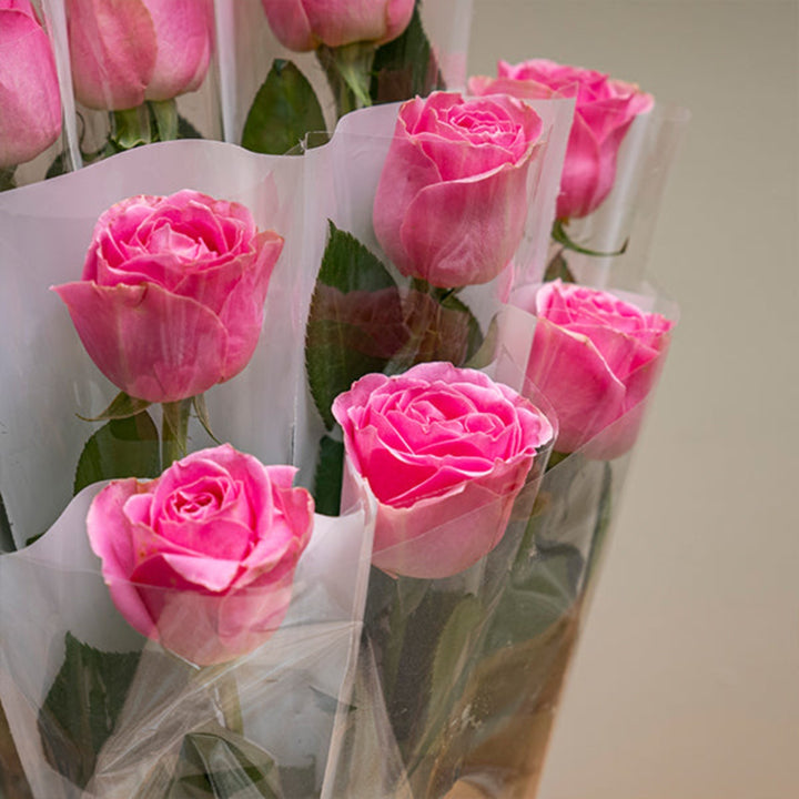 Pink rose flower from SQ Flora Kenya, single stem with natural petals, individually wrapped for freshness.
