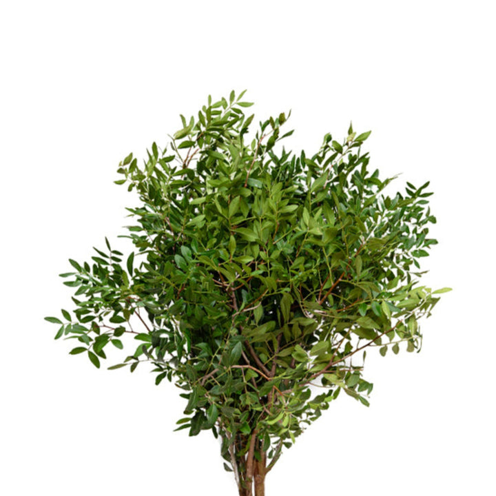 Fresh Green Pistacia flower stems with vibrant foliage, arranged in a natural bouquet, from Fresh Flower Holland.