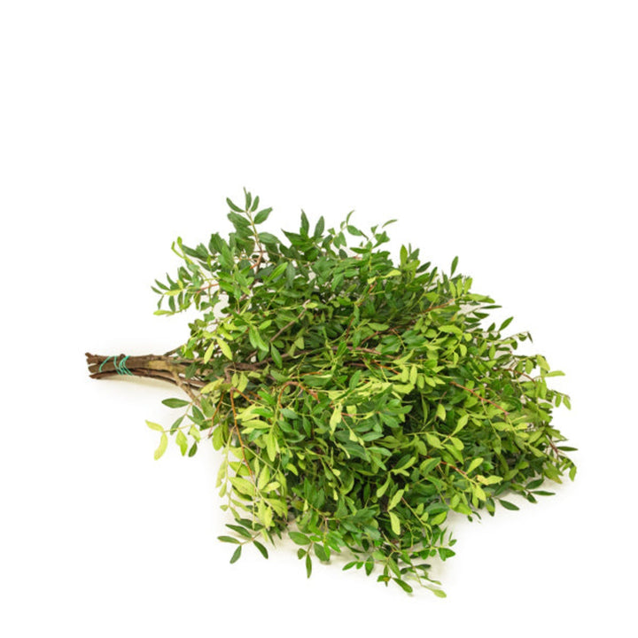 Green Pistacia flower stems from Fresh Flower Holland, showing 10 fresh, vibrant green pistacia stems arranged together.